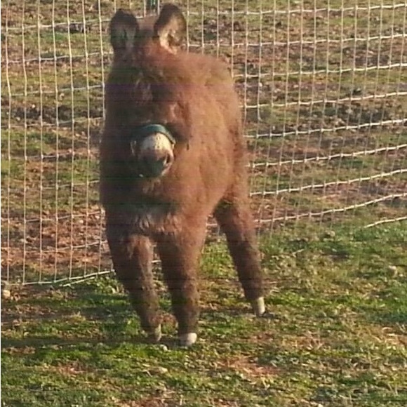 Meet your Posher, Lisa - Picture 9 of 12